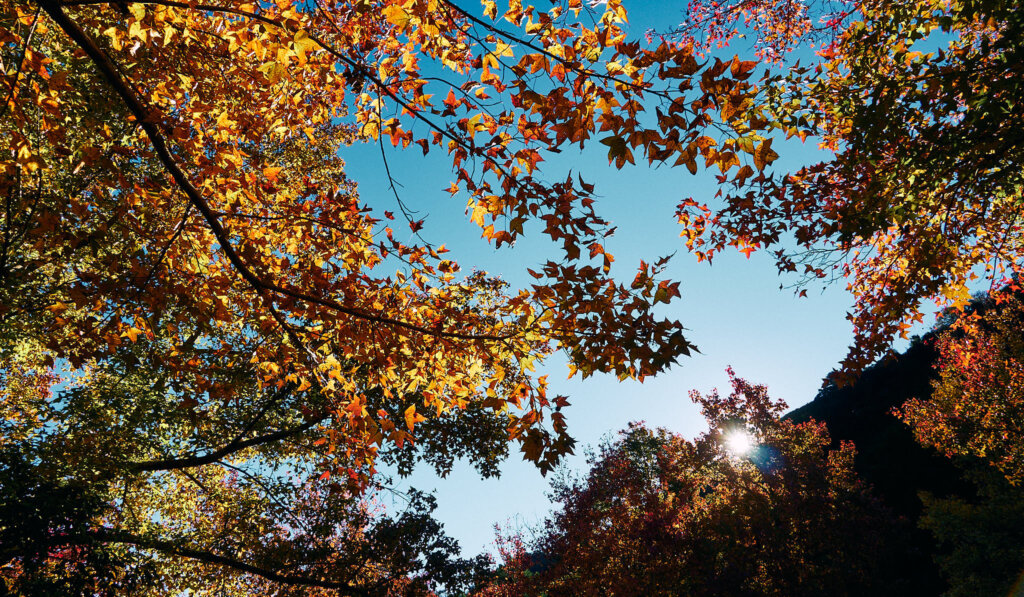 美樹營地｜品味漫天 5 彩楓紅與藍天交織的絕美景致
