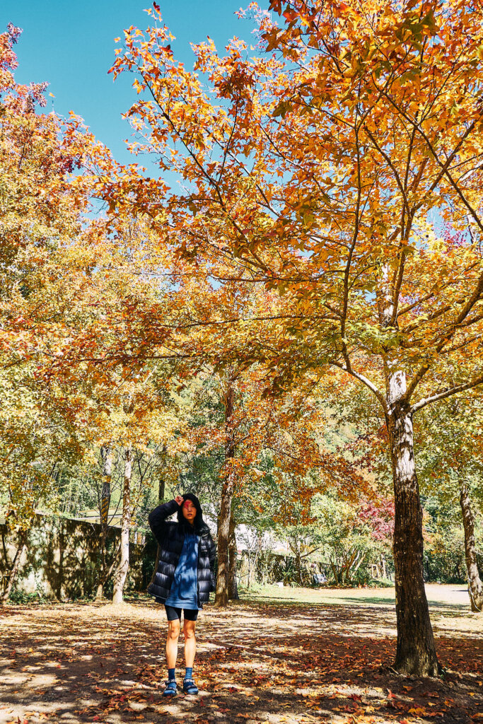 美樹營地｜品味漫天 5 彩楓紅與藍天交織的絕美景致